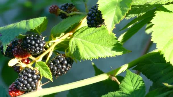 Amoras Amadurecem Arbusto Exuberante Bagas Vermelhas Pretas Floresta Vitaminas Natureza — Vídeo de Stock