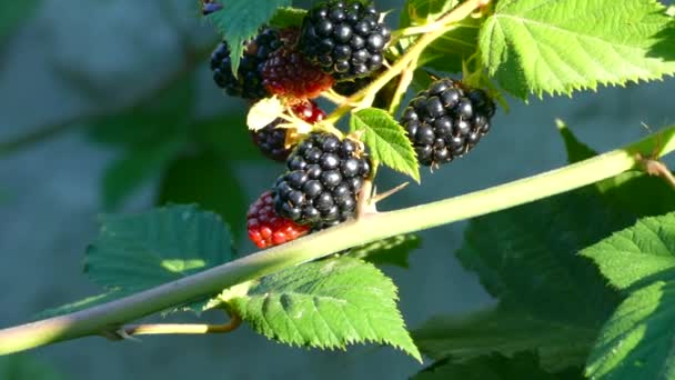 Blackberries Matang Semak Subur Merah Dan Hitam Berry Hutan Vitamin — Stok Video