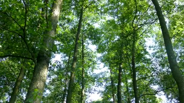 Grüner Wald. Die Sonnenstrahlen scheinen durch die Blätter auf den Ästen der Bäume. — Stockvideo