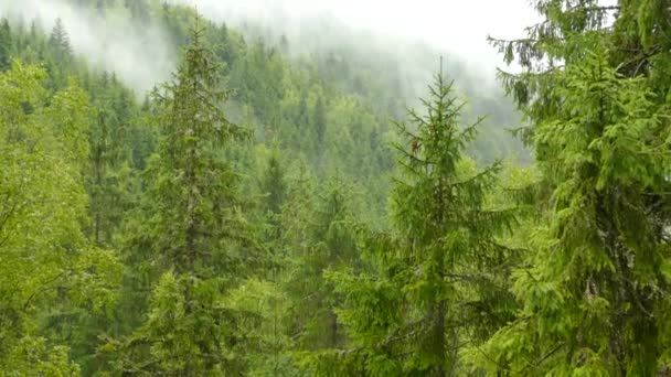 Bosque de coníferas en las montañas. Hermoso paisaje de montaña con nubes y árboles. Clima lluvioso. — Vídeos de Stock
