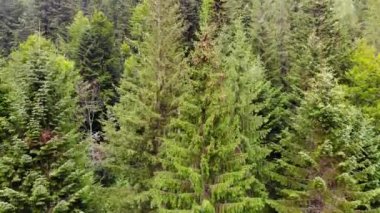 Dağlardaki orman. Kozalaklı ağaçların manzarası. Bir sürü Noel ağacı