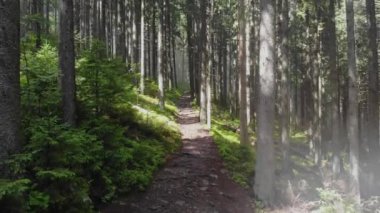 Doğada bir yürüyüş. Dağlardaki orman yolu. Ağaçların arasındaki kozalaklı ormanda yürü. Seyahat ve turizm.