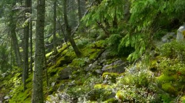 Dağlar ve taşlar yosun ve ağaçlarla kaplanmış. Dağ bitkisi. Yeşil manzara.