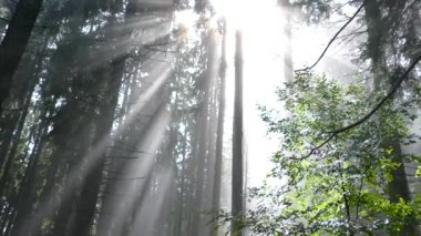 Güneşin ışınları bir dağ ormanındaki sislerin arasından parlıyor. Yeşil ormanda yağmur ve sis.