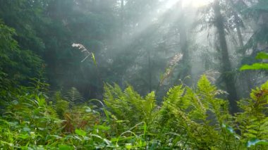 Güneş ışınları bir dağ ormanındaki siste parlıyor. Yeşil ormanda yağmur ve sis.