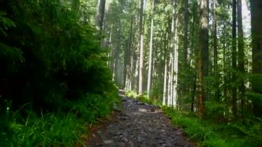 Güzel, güneşli ormanda.