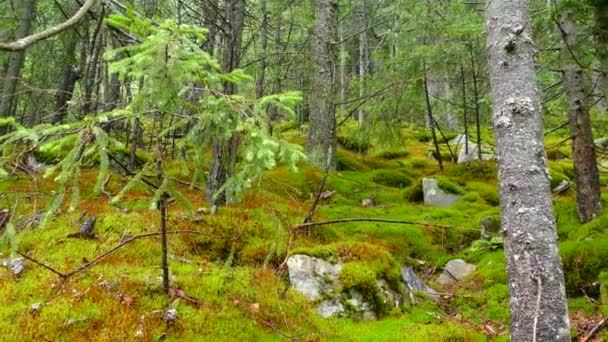 Montanhas Pedras Cobertas Musgo Árvores Flora Montesa Paisagem Verde — Vídeo de Stock