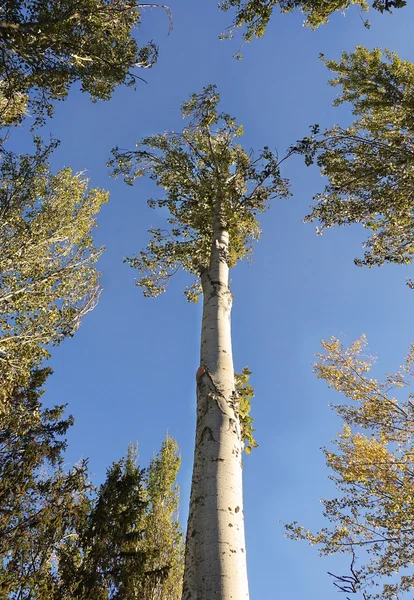 Tree top av poppel — Stockfoto