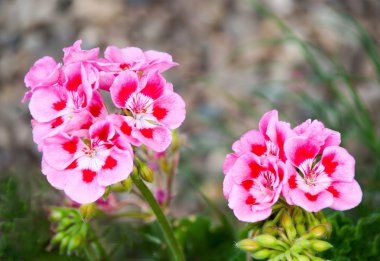 Bahçedeki gül sardunyalar