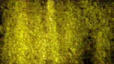 B13 küçük vitamini hücreleri tarafından kurulan Vitamin