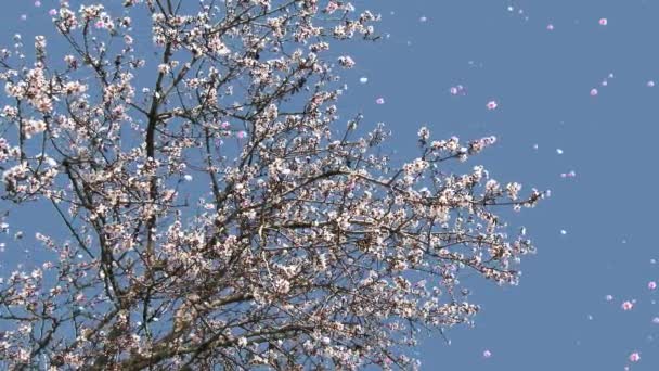 Blossoming Trees Flowers And Petals Falling - 