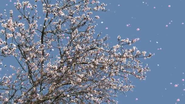 Árboles florecientes Flores y pétalos Caída — Vídeos de Stock