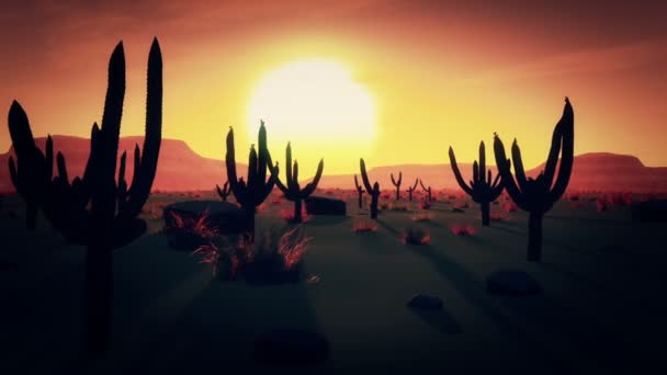 Deserto Saguaro con Campo di Cactus — Video Stock