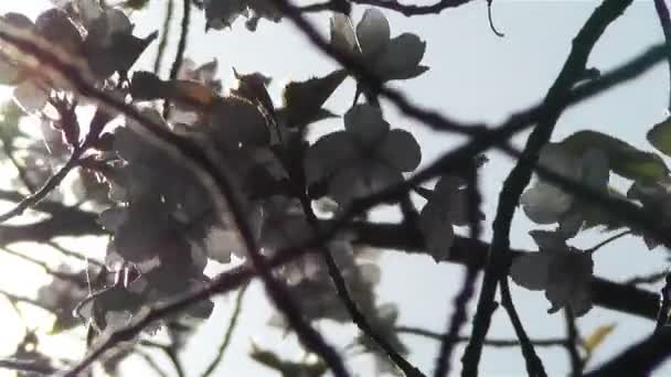 Schönheit blüht im Frühling — Stockvideo