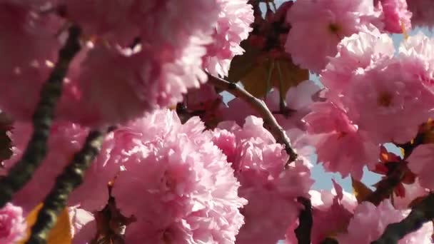 Beleza Flores em Primavera — Vídeo de Stock