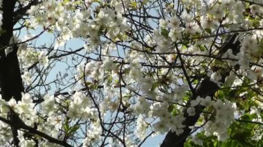 Bahar güzellik çiçek