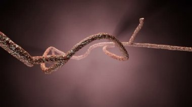 Mikroskobik Ebola virüsü