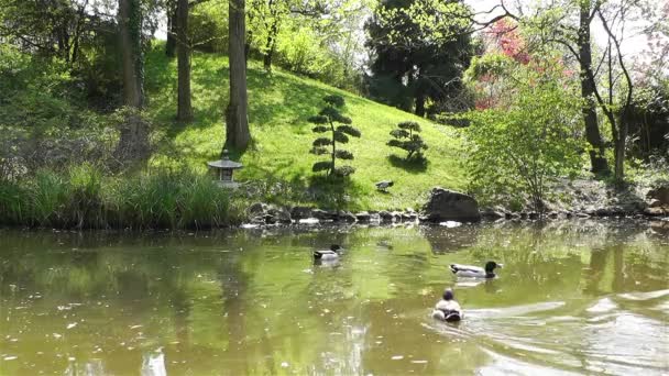 Japanse tuin in het voorjaar — Stockvideo