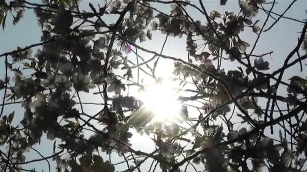 Beleza Flores em Primavera — Vídeo de Stock