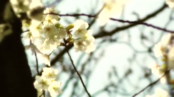 Fleurs de Beauté au Printemps — Video