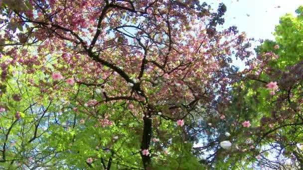 Bloeiende bomen, bloemen en blaadjes vallen — Stockvideo