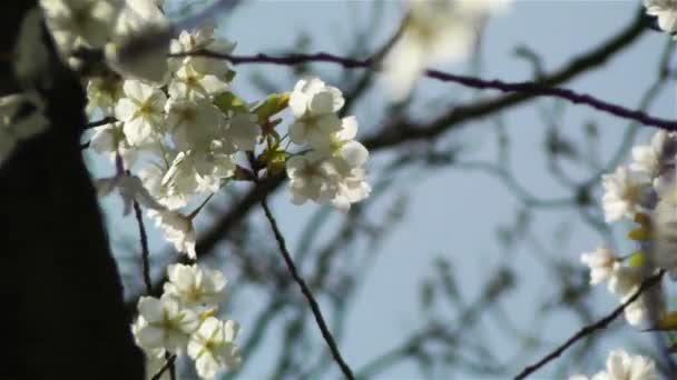 Flores de Belleza en primavera — Vídeos de Stock