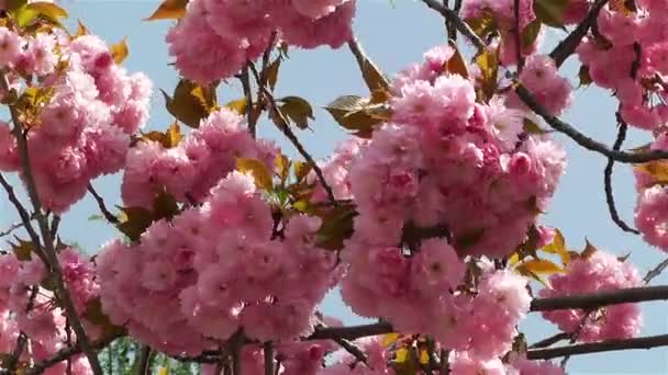 Krása květů v jarní — Stock video