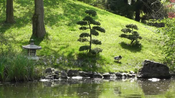 Japanse tuin in het voorjaar — Stockvideo