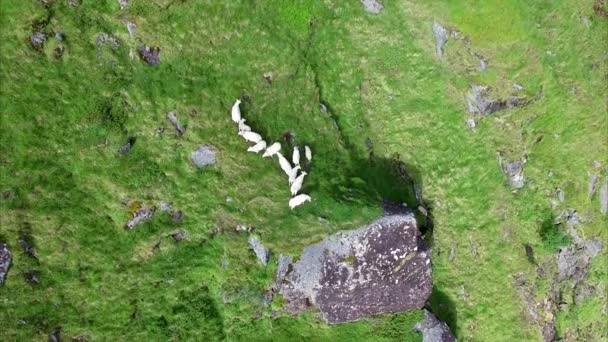 Manada de ovejas pastando en pendiente pronunciada, imágenes aéreas — Vídeo de stock