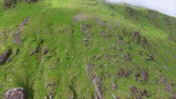Αεροφωτογραφία του πρόβατα που βόσκουν στην πλαγιά βουνού — Αρχείο Βίντεο