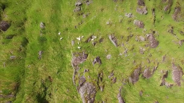 在山坡上放牧绵羊的空中镜头 — 图库视频影像