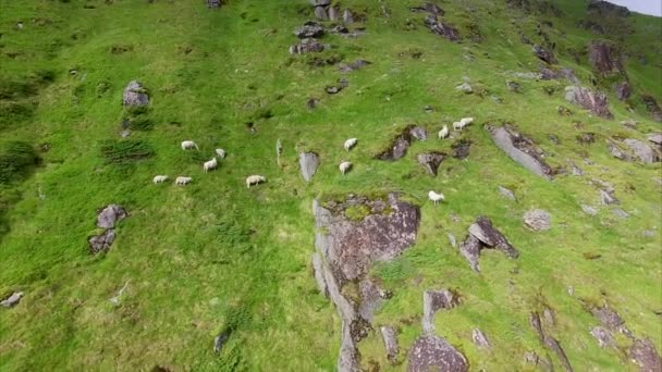 Manada de ovejas pastando en pendiente pronunciada, imágenes aéreas — Vídeos de Stock