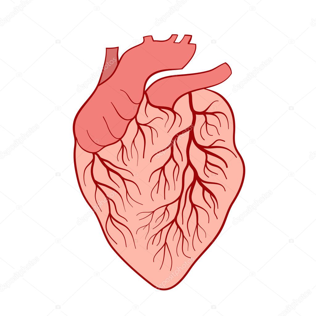 hand drawn human heart for medical design isolated on white, stock vector illustration