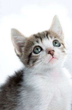 portrait brown with white kitten in white background
