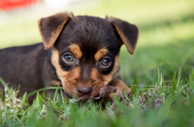 Yeşil arka planda kahverengi köpek yavrusu melezi.