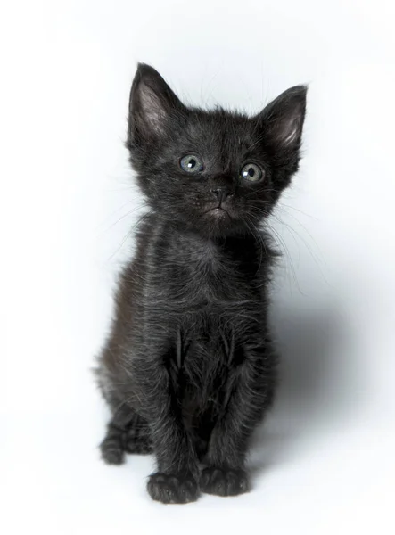 Black Cat White Background — Stock Photo, Image