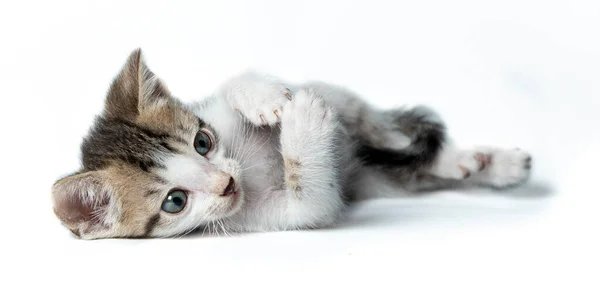 Brown White Kitten White Background — Stock Photo, Image