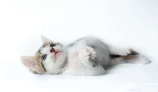 Brown White Kitten White Background — Stock Photo, Image