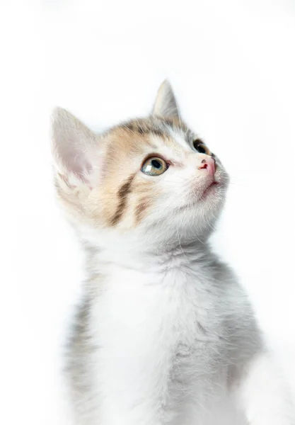 Portrait Brown White Kitten White Background — Stock Photo, Image