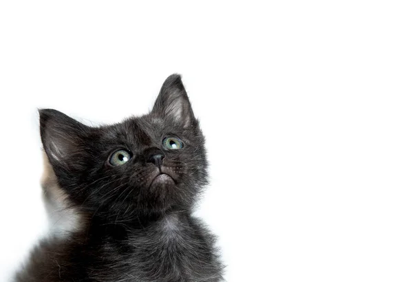 Black Cat White Background — Stock Photo, Image