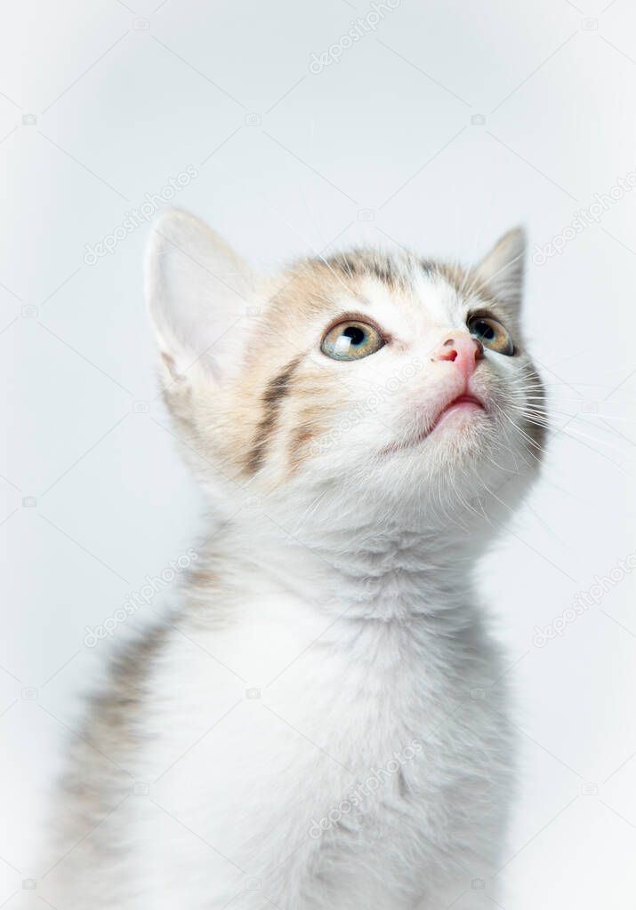 brown. with white kitten in white background
