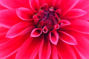 Kırmızı çiçek yakın çekim yaprakları bir Tomurcuk çiçek.