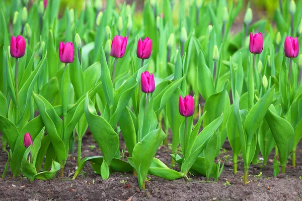 Spring flowers. Red tulips blossomed flowers. — Stock Photo, Image