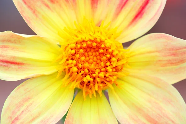 Gele bloem close-up achtergrond — Stockfoto