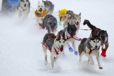 taslak köpek yarışı