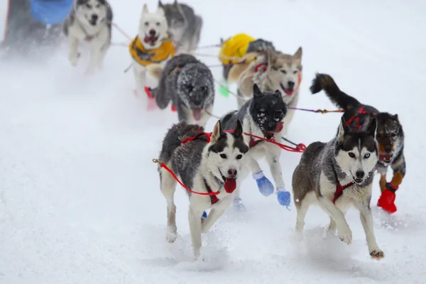 Carrera de perros de tiro — Foto de Stock