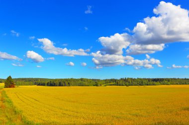 Farmer field of wheat background clipart