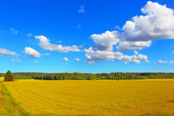 小麦の背景の農家圃場 — ストック写真
