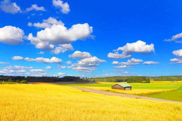 Çiftçi alan arka plan buğday — Stok fotoğraf