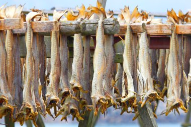 COD stockfish. Norveç'te endüstriyel Balık tutma